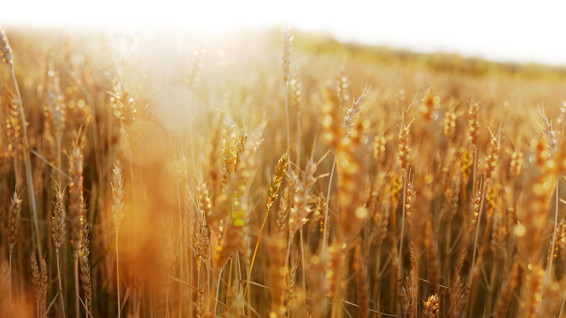 Le pain et la santé